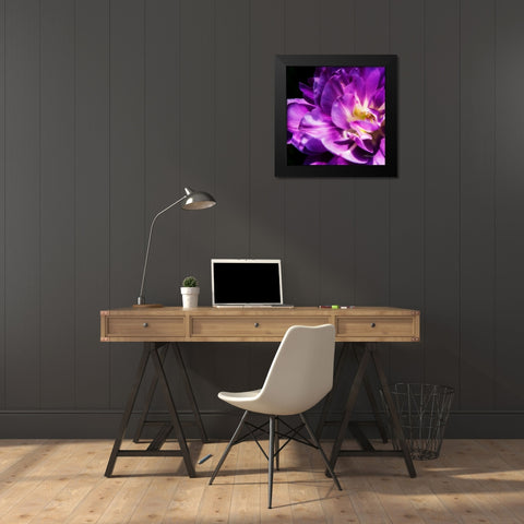 Purple Petals Black Modern Wood Framed Art Print by Hausenflock, Alan