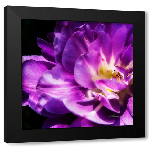 Purple Petals Black Modern Wood Framed Art Print by Hausenflock, Alan