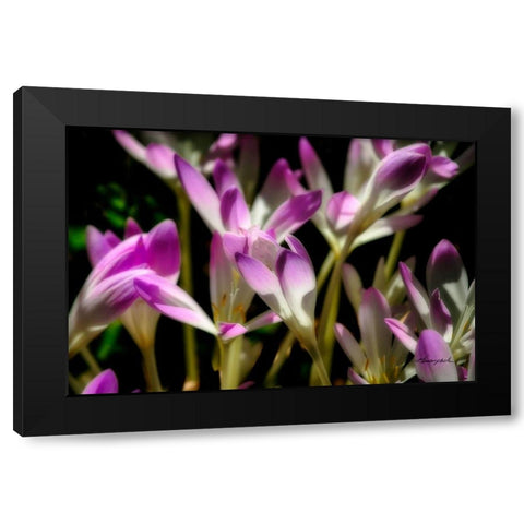 September Flowers Black Modern Wood Framed Art Print by Hausenflock, Alan