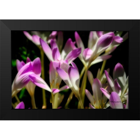 September Flowers Black Modern Wood Framed Art Print by Hausenflock, Alan