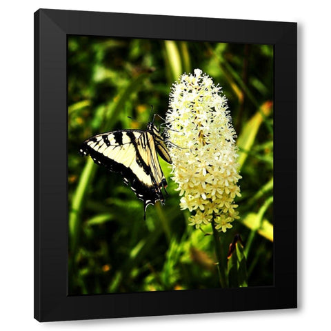 Yellow Butterfly Black Modern Wood Framed Art Print by Hausenflock, Alan