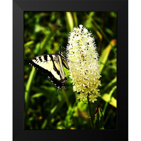 Yellow Butterfly Black Modern Wood Framed Art Print by Hausenflock, Alan