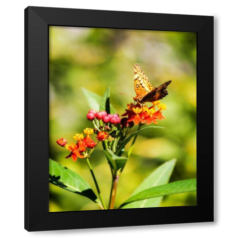 Orange Butterfly Black Modern Wood Framed Art Print with Double Matting by Hausenflock, Alan