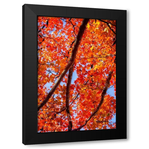 Autumn Glory I Black Modern Wood Framed Art Print with Double Matting by Hausenflock, Alan