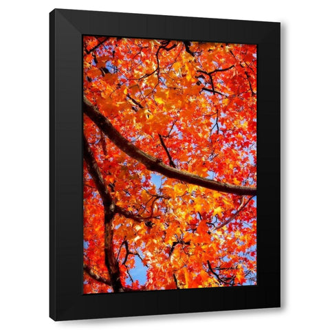 Autumn Glory II Black Modern Wood Framed Art Print with Double Matting by Hausenflock, Alan
