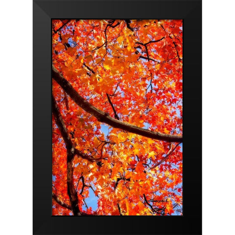 Autumn Glory II Black Modern Wood Framed Art Print by Hausenflock, Alan