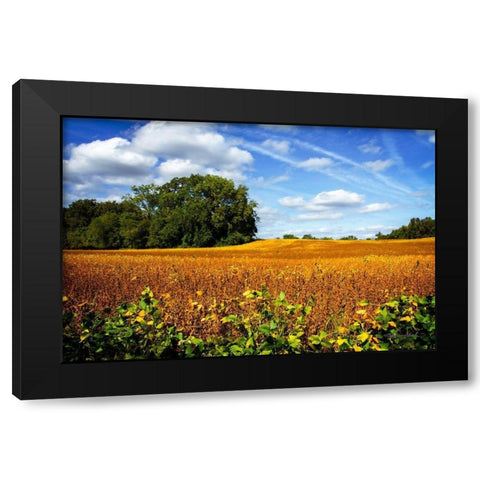 Soybean Harvest Black Modern Wood Framed Art Print by Hausenflock, Alan