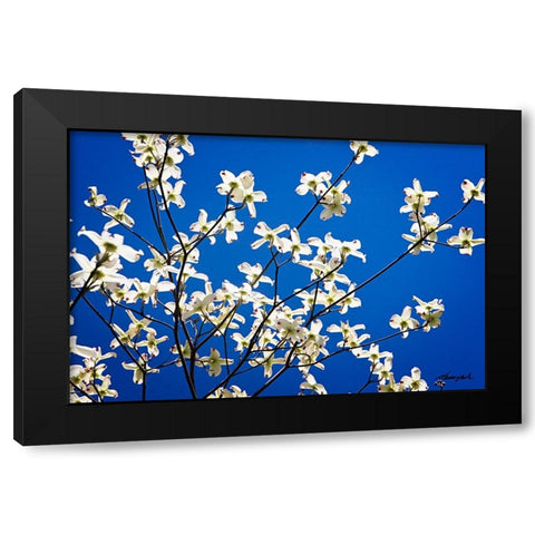 Dogwood on Blue I Black Modern Wood Framed Art Print with Double Matting by Hausenflock, Alan