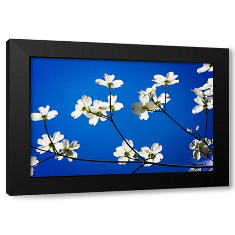 Dogwood on Blue II Black Modern Wood Framed Art Print with Double Matting by Hausenflock, Alan