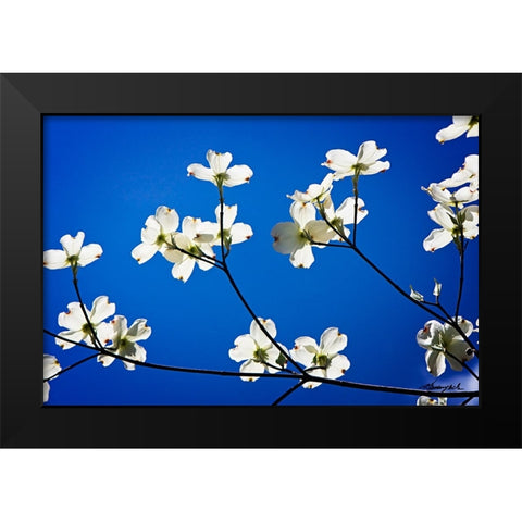 Dogwood on Blue II Black Modern Wood Framed Art Print by Hausenflock, Alan