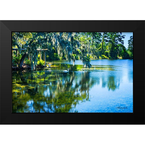 Swans in the Afternoon Black Modern Wood Framed Art Print by Hausenflock, Alan