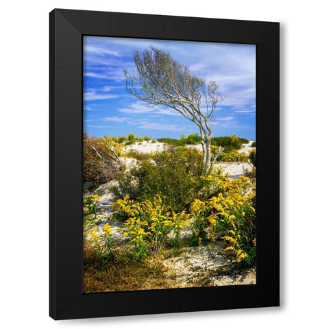 Beach Tree Black Modern Wood Framed Art Print with Double Matting by Hausenflock, Alan