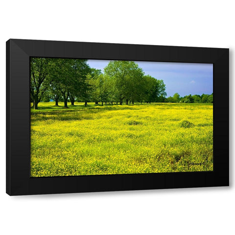 Wildflowers Black Modern Wood Framed Art Print by Hausenflock, Alan