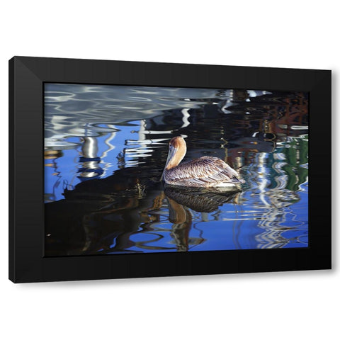 Reflections And a Pelican Black Modern Wood Framed Art Print with Double Matting by Hausenflock, Alan