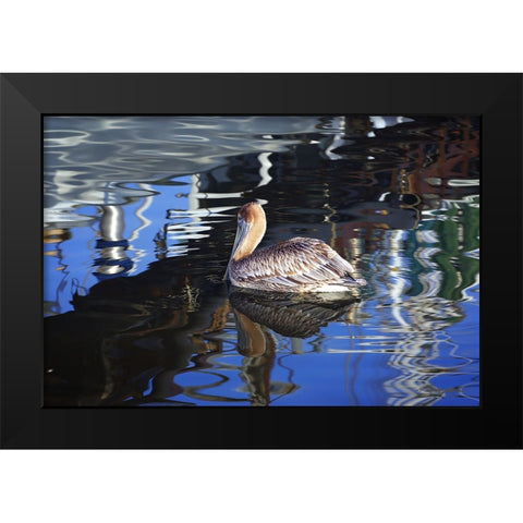 Reflections And a Pelican Black Modern Wood Framed Art Print by Hausenflock, Alan