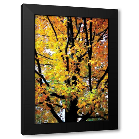 Autumn Color I Black Modern Wood Framed Art Print with Double Matting by Hausenflock, Alan