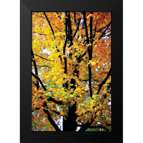 Autumn Color I Black Modern Wood Framed Art Print by Hausenflock, Alan