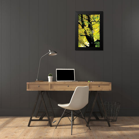 Autumn Color II Black Modern Wood Framed Art Print by Hausenflock, Alan
