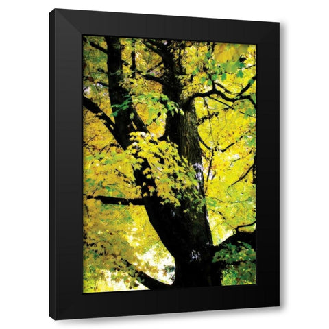 Autumn Color II Black Modern Wood Framed Art Print with Double Matting by Hausenflock, Alan