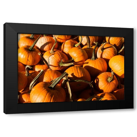 Pumpkins Black Modern Wood Framed Art Print with Double Matting by Hausenflock, Alan