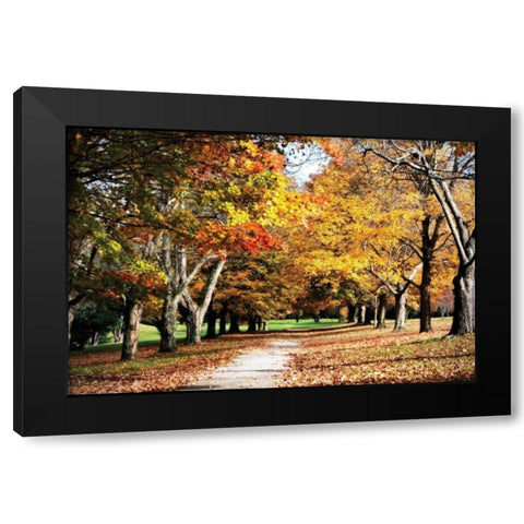 Maymont Maples I Black Modern Wood Framed Art Print with Double Matting by Hausenflock, Alan