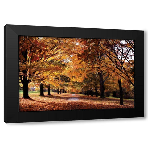 Maymont Maples II Black Modern Wood Framed Art Print with Double Matting by Hausenflock, Alan