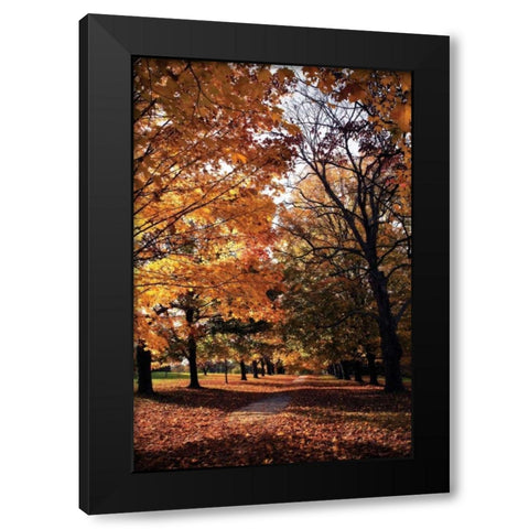 Maymont Maples III Black Modern Wood Framed Art Print by Hausenflock, Alan