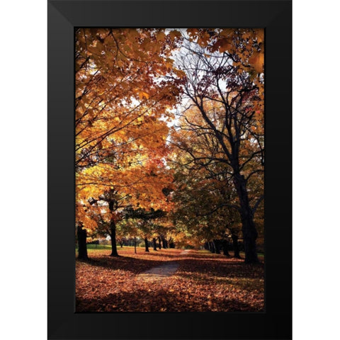 Maymont Maples III Black Modern Wood Framed Art Print by Hausenflock, Alan