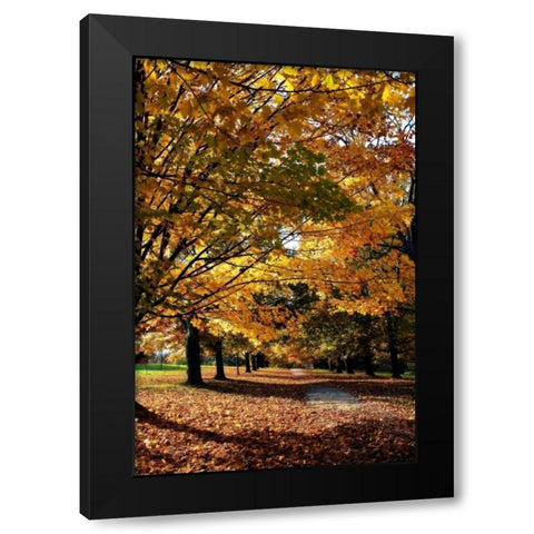 Maymont Maples IV Black Modern Wood Framed Art Print with Double Matting by Hausenflock, Alan