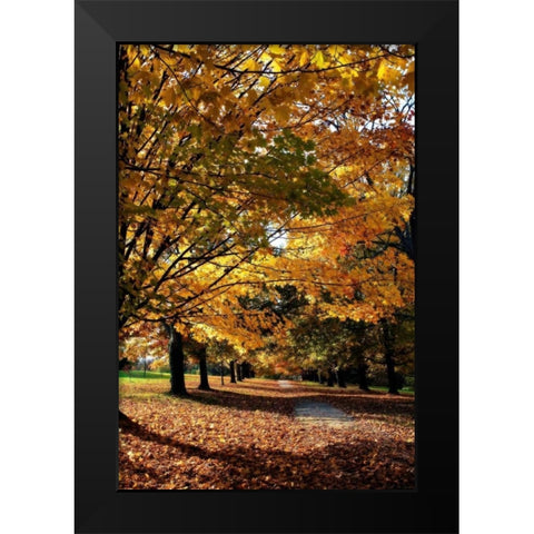 Maymont Maples IV Black Modern Wood Framed Art Print by Hausenflock, Alan