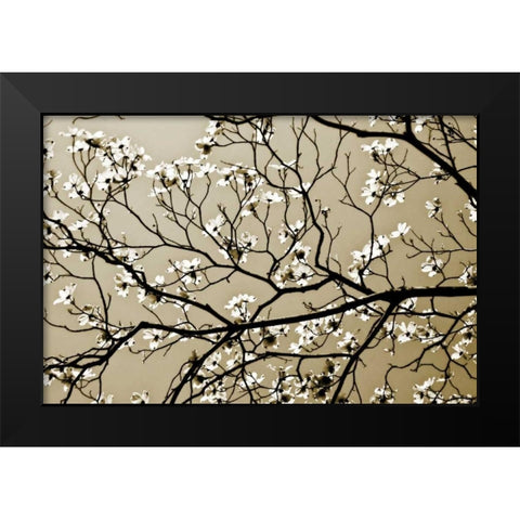 Dogwood I Black Modern Wood Framed Art Print by Hausenflock, Alan