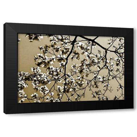 Dogwood II Black Modern Wood Framed Art Print with Double Matting by Hausenflock, Alan