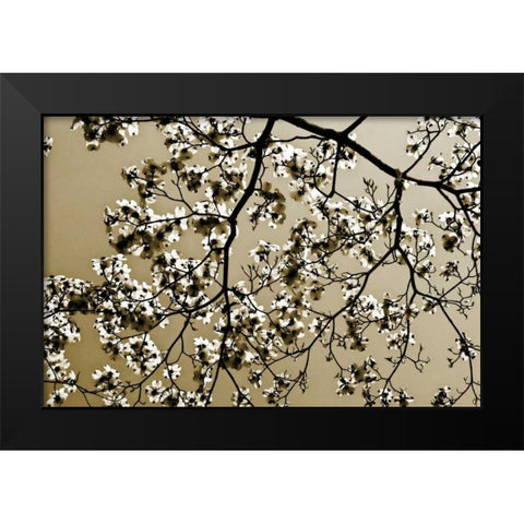 Dogwood II Black Modern Wood Framed Art Print by Hausenflock, Alan