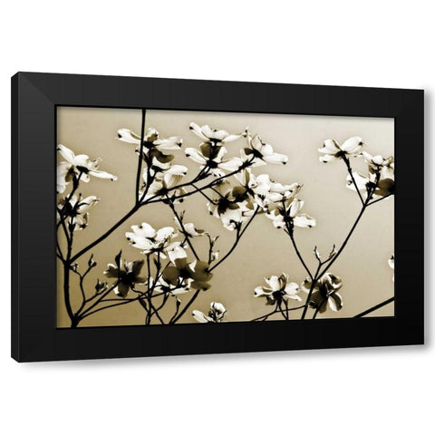 Dogwood III Black Modern Wood Framed Art Print with Double Matting by Hausenflock, Alan