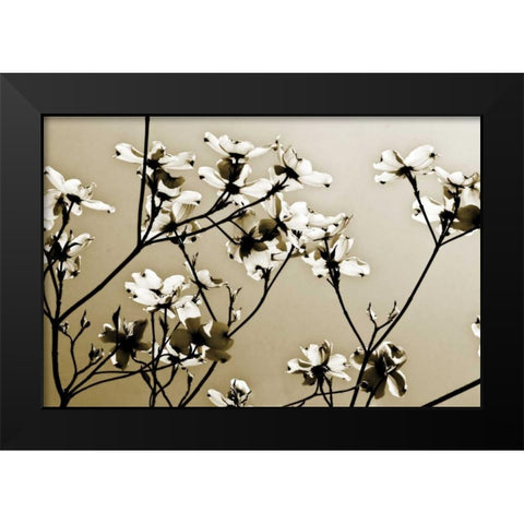 Dogwood III Black Modern Wood Framed Art Print by Hausenflock, Alan