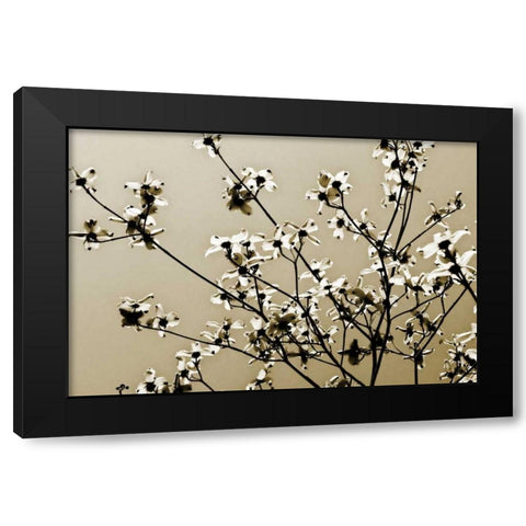 Dogwood IV Black Modern Wood Framed Art Print with Double Matting by Hausenflock, Alan