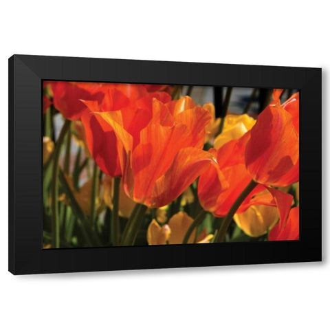 Tulip Field II Black Modern Wood Framed Art Print by Hausenflock, Alan