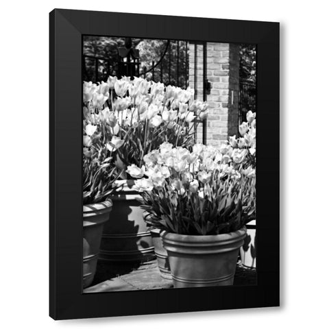 Spring Tulips I Black Modern Wood Framed Art Print with Double Matting by Hausenflock, Alan