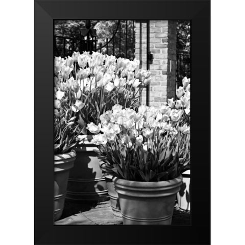 Spring Tulips I Black Modern Wood Framed Art Print by Hausenflock, Alan