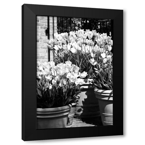 Spring Tulips II Black Modern Wood Framed Art Print by Hausenflock, Alan