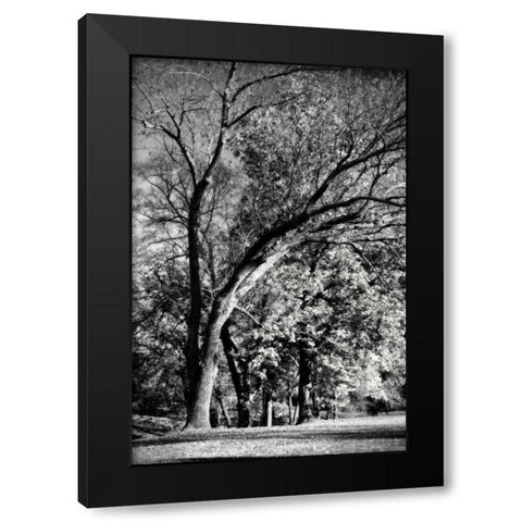 Four Trees Black Modern Wood Framed Art Print with Double Matting by Hausenflock, Alan