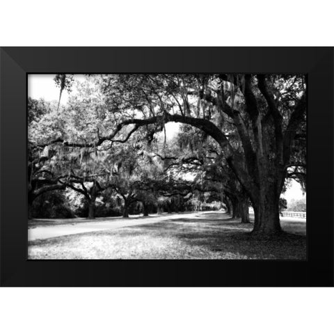 Charleston Oaks IX Black Modern Wood Framed Art Print by Hausenflock, Alan