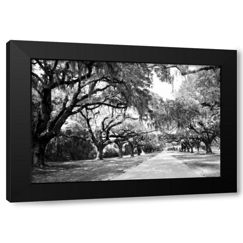 Charleston Oaks I0 Black Modern Wood Framed Art Print by Hausenflock, Alan