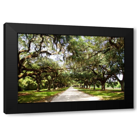 Charleston Oaks I Black Modern Wood Framed Art Print with Double Matting by Hausenflock, Alan
