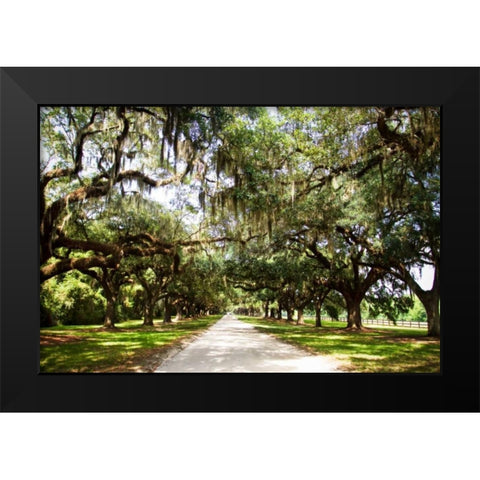 Charleston Oaks I Black Modern Wood Framed Art Print by Hausenflock, Alan