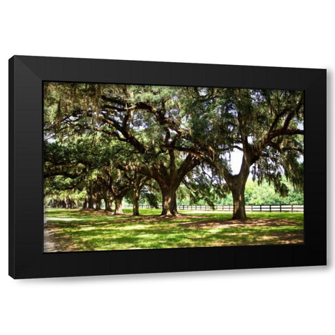 Charleston Oaks II Black Modern Wood Framed Art Print by Hausenflock, Alan