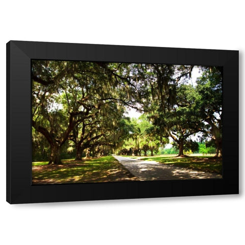 Charleston Oaks III Black Modern Wood Framed Art Print with Double Matting by Hausenflock, Alan