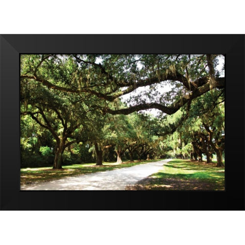 Charleston Oaks IV Black Modern Wood Framed Art Print by Hausenflock, Alan