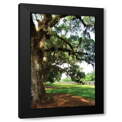 Charleston Oaks V Black Modern Wood Framed Art Print with Double Matting by Hausenflock, Alan