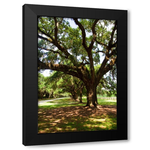 Charleston Oaks VI Black Modern Wood Framed Art Print with Double Matting by Hausenflock, Alan